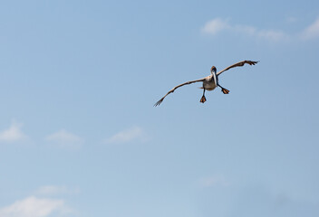 Pelican in air floating through the sky
