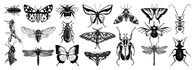 Fototapeta Hand-sketched insects collection. Hand drawn beetles, bugs, butterflies, dragonfly, cicada, moths, bee set in vintage style. Entomological vector drawings obraz