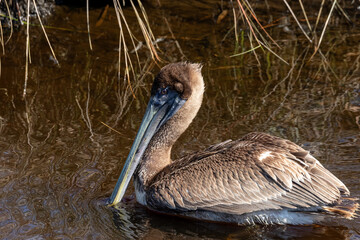 brown pelican on water with large bill