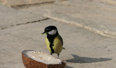 Greedy Great Tit carrying a caterpillar at Insect Coconut Suet Shell