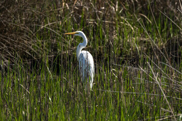 Beautiful white egret in the wild