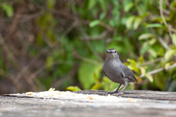 Florida bird posing in table and in brush