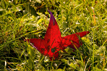 autunno 16 - foglia di acero rosso fra i fili di erba