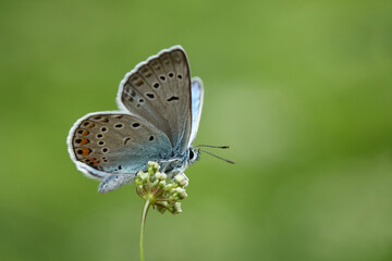 Amanda's Blue or Polyommatus amandus butterfly perched on a flower