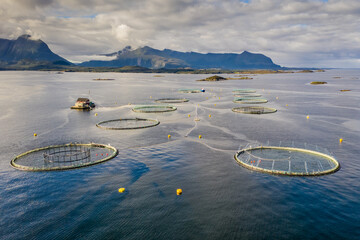 Salmon fish farm aquaculture blue water. Aerial top view.