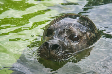close-up view of the head of a sea seal at the berlin zoo.