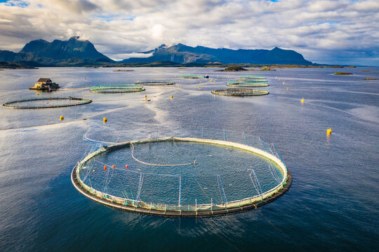 Salmon fish farm aquaculture blue water. Aerial top view.