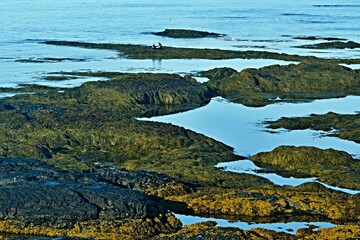 Iceland-view of a sea-calf off the coast near Strandakirkja