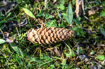 Dried  spruce cone on grass