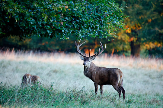 Red deer rut at the start of the Autumn rut