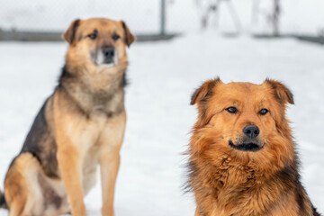 Two dogs in winter outdoors on a background of white snow