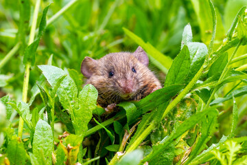 Naklejka na ściany i meble A small field mouse in a field among the green grass