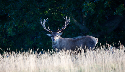 Red deer rut at the start of the Autumn rut