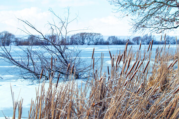 Reed thickets on the shore river in winter, ice covered river