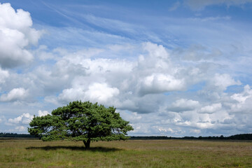 Fototapeta na wymiar National park Doldersummerveld, Drenthe Province, The Netherlands