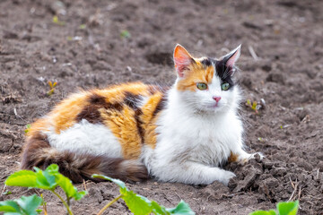 Fluffy cat with white, orange and black fur lies in the garden on the ground