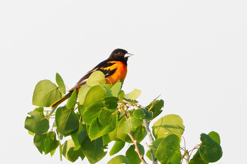 Bright orange Baltimore Oriole bird perched in between vibrant green foliage in a late afternoon sky. Captured in Richmond Hill, Ontario, Canada.