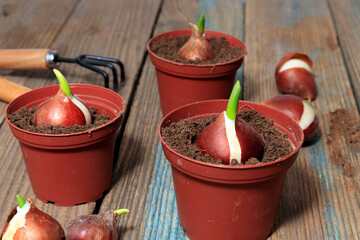 Bulbs of tulip flowers are planted in the ground in a pot. The concept of growing plants at home