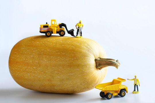 Toy Man Workers, A Dump Truck And A Forklift Truck Harvest A Giant Vegetable Marrow. A Playful Concept For Harvesting In A Miniature Toy World. White Background