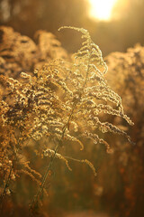 Jesienna łąka z uschniętymi kwiatami w promieniach zachodzącego słońca - obrazy, fototapety, plakaty