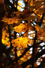 Jesienne tło - żółte liście klonu w promieniach słońca