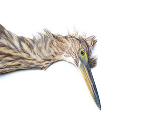 Dead Indian pond heron or paddybird (Ardeola grayii) isolated on white background, selective focus