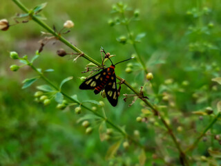 Insect on a flower