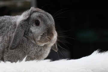 Cute light grey colored French Lop bunny rabbit