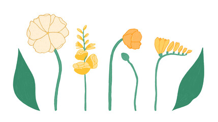 A collection of romantic spring flowers: Freesia and poppy flowers. For greeting and wedding cards. Textural hand drawn style. Cozy atmosphere, tender feelings. Clipart for flower arrangements.