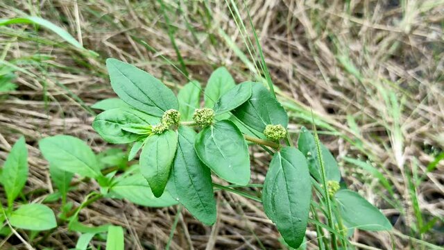 A closeup shot of an asthma-plant swaying in the wind