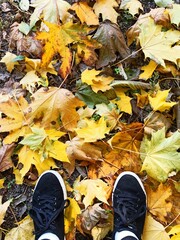 black sport shoes on the yeallow autumn leaves