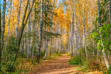 Bright saturated colors of the autumn forest, birch alley in the city park.
