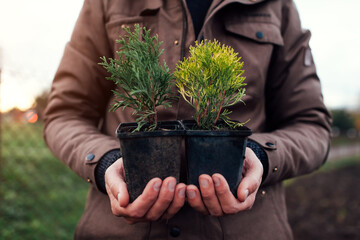 Gardener holding small thujas in containers. Transplanting evergreen plants into soil in autumn