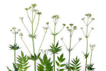 Flowers, leaves Valerian ( Valeriana officinalis ) on white background. Top view, flat lay. Other names: garden valerian, garden heliotrope and all-heal