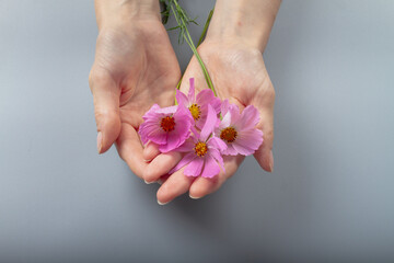 Holding pink flowers on a gray background on the palms of your hands