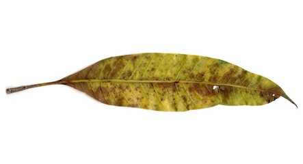 leaf isolated on white
