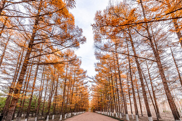 Golden Road in Autumn-Autumn Scenery of Baimu Garden in Changchun, China