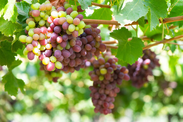 Close-up detail of grapes at a vineyard at Colchagua valley in Chile