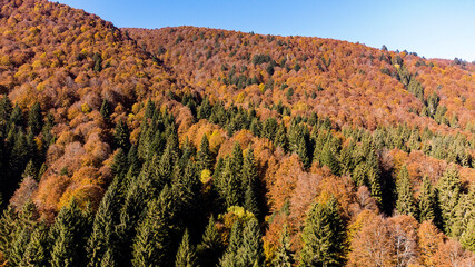 aerial view of the Cansiglio forest with autumn colors