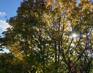 Sun Through Trees