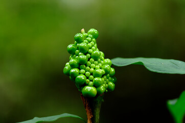 マムシグサの実