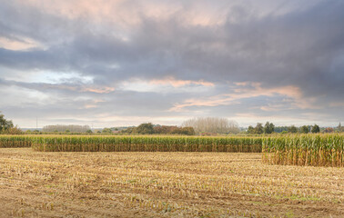 Obraz premium Corn fields. Harvesting begins. Autumn farm landscape