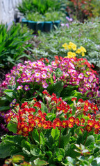 Fototapeta na wymiar Colorful primroses in the garden on a sunny morning, selective focus. Polyanthus primrose (Primula elatior) of the 'Victoriana Gold Lace Red' and 'SuperNova Rose Bicolor' varieties