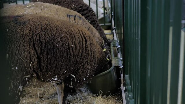 Portrait of brown sheep eating compound feed from feedlot at agricultural animal exhibition, small cattle trade show. Farming, feeding, agriculture industry, livestock and animal husbandry concept
