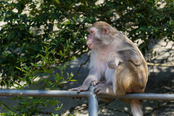 Wild monkey in the forest