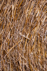 Fresh hay on a roll
