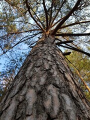 Fototapeta premium Tree trunk against blue sky