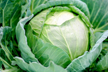 Close Up of Fresh Green Cabbage growing in Vegetable Garden	