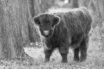 Calf - Scottish highland cattle - Kalb Schottisches Hochlandrind