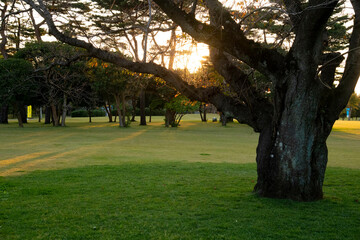park in the park